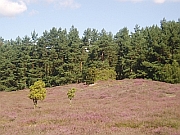 Klein Bnstorfer Heide