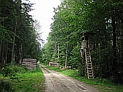 Blick zurck im Forst Wiebeck